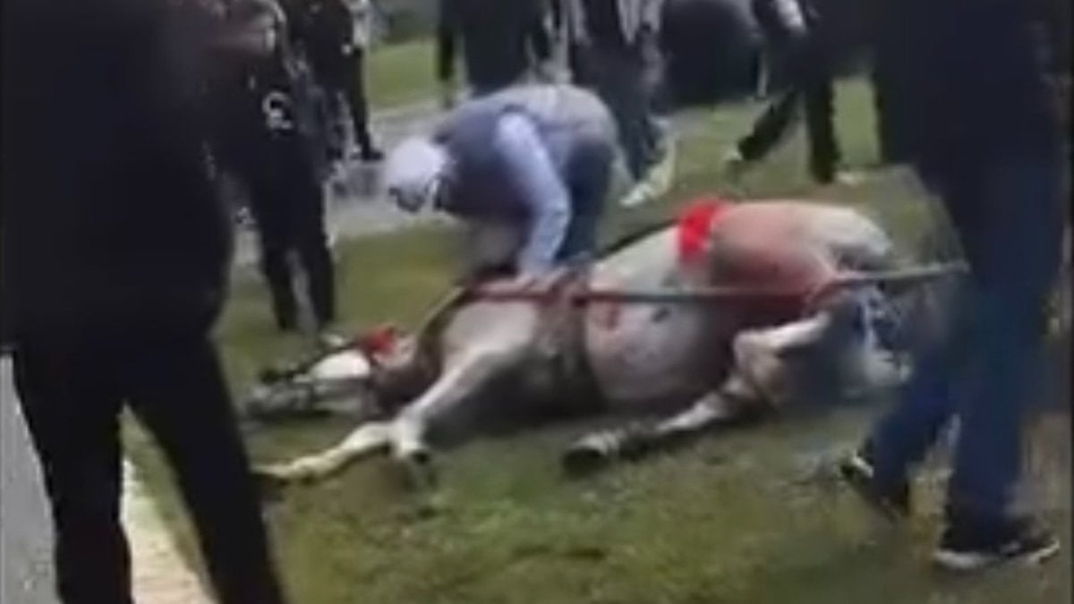 Adana'da atını sopa ve tekmeyle bayılttı