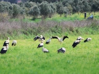 Hatay'da göç yolundaki leyleklerin yolculuğu