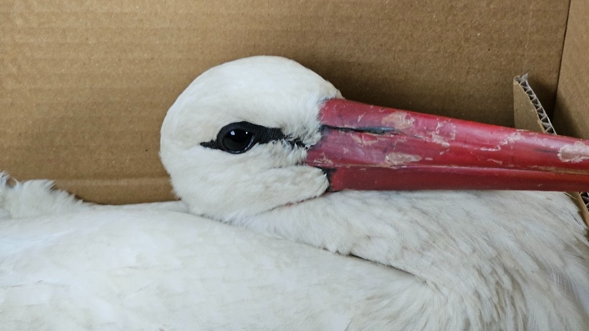 Hatay'da göç yolundaki leylekler vuruldu
