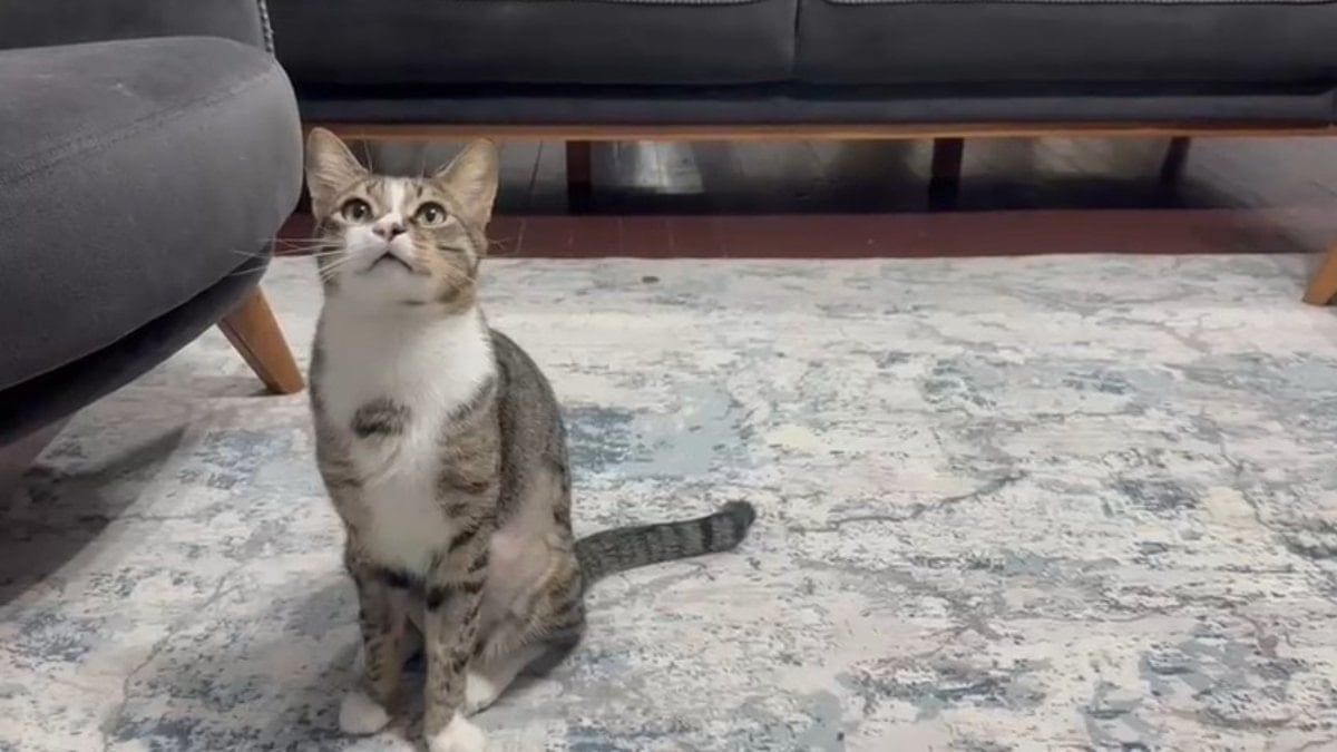 Zonguldak'ta kedinin midesindeki vantuz yıllar sonra fark edildi