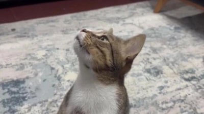 4 yıldır kusan kedi: Bakın ne yutmuş