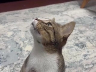 4 yıldır kusan kedi: Bakın ne yutmuş