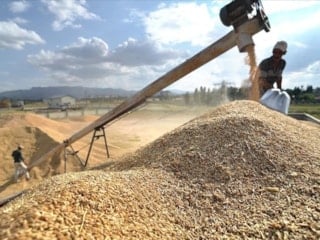 Güneydoğu Anadolu’nun 2 aylık hububat ihracatı 552,8 milyon dolar