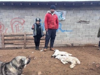 Erzincan'da kuzular telef oldu