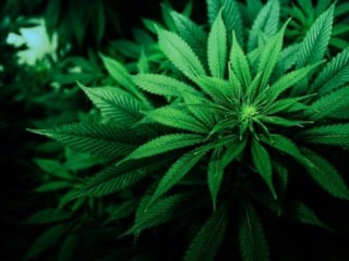 Kenevirde yeni ekonomi modeli: Sağlık alanında kullanılacak