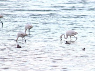 Flamingolar Van Gölü Havzası’na geri döndü