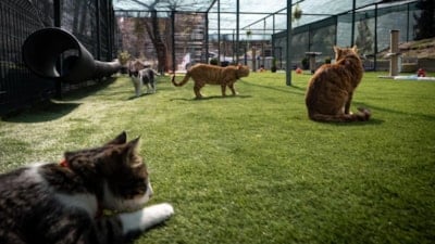 TBMM, yerleşkesindeki kedilere sahip çıktı