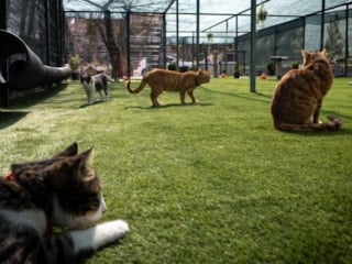 TBMM, yerleşkesindeki kedilere sahip çıktı