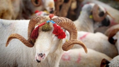 Kurban Bayramı tarihi 2026: Kurban Bayramı ne zaman, hangi güne denk geliyor