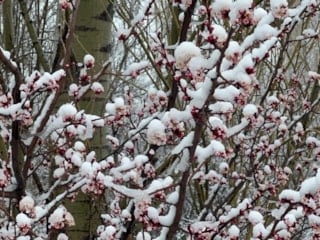 Afyonkarahisar ve Kütahya'da badem çiçekleri karla kaplandı