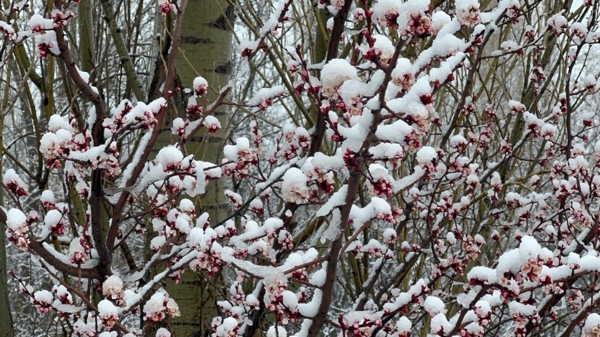 Afyonkarahisar ve Kütahya'da badem çiçekleri karla kaplandı