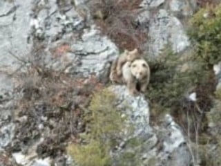 Artvin’de anne bozayı ve yavrusu drone kamerasına yakalandı
