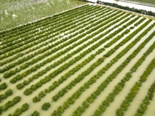 Mersin'de sağanak: Tarım arazileri su altında kaldı