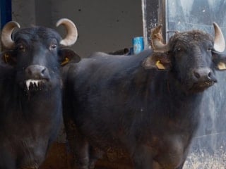 Türkiye'nin yeni manda ırkı Murana'nın sütü bol ve yağlı