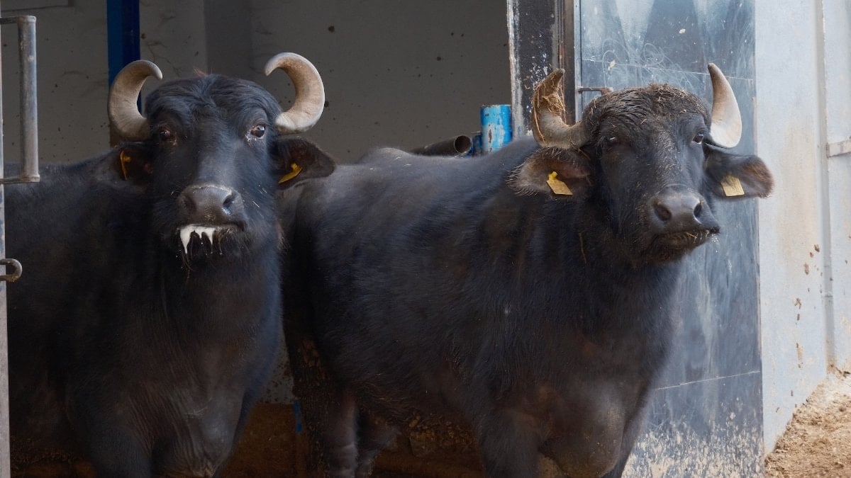 Türkiye'nin yeni manda ırkı Murana'nın sütü bol ve yağlı