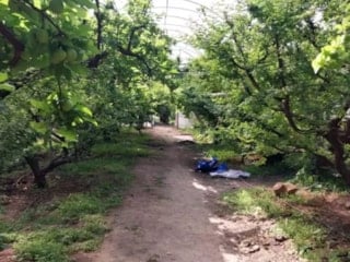 Pazarda kilosu ateş pahasıydı: Hasat başladı, fiyat yarı yarıya indi