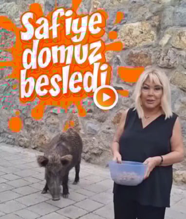 Safiye Soyman domuz besledi