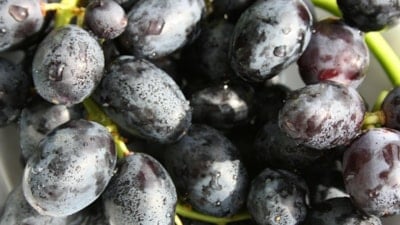 Doğal renk eşitleyici: Göz altlarına sürün, morlukları silin