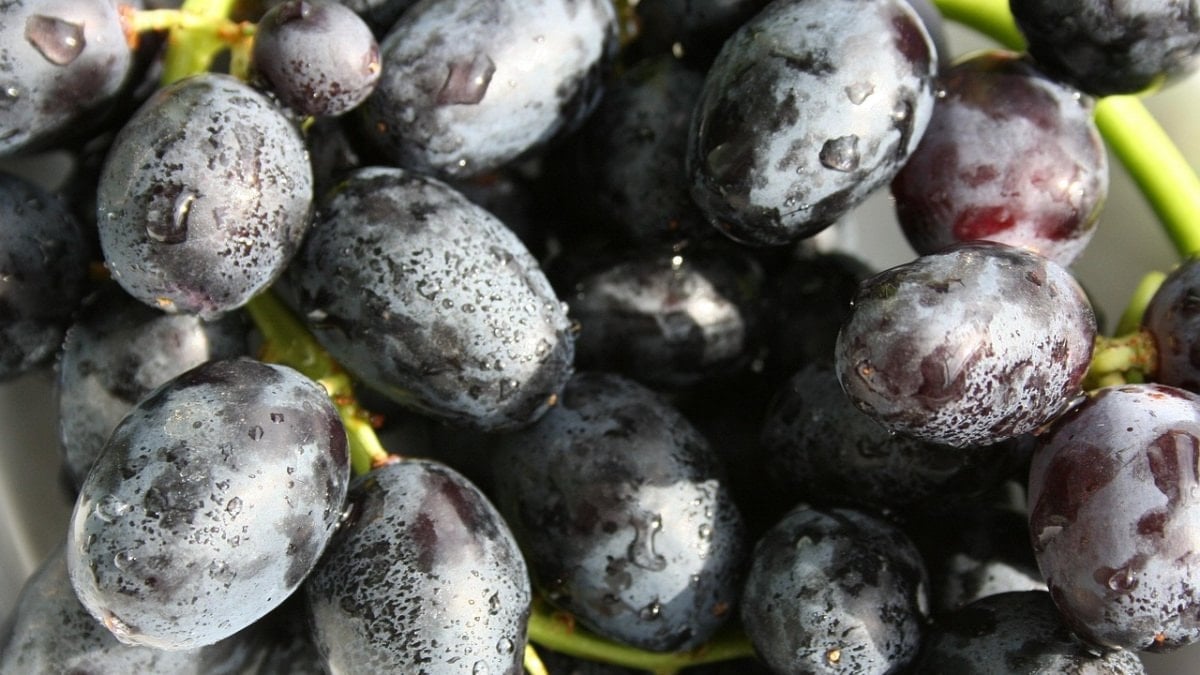 Doğal renk eşitleyici: Göz altlarına sürün, morlukları silin