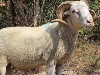 Ordu'da 1.600 koyun ve koç alım ihalesi gerçekleştirilecek