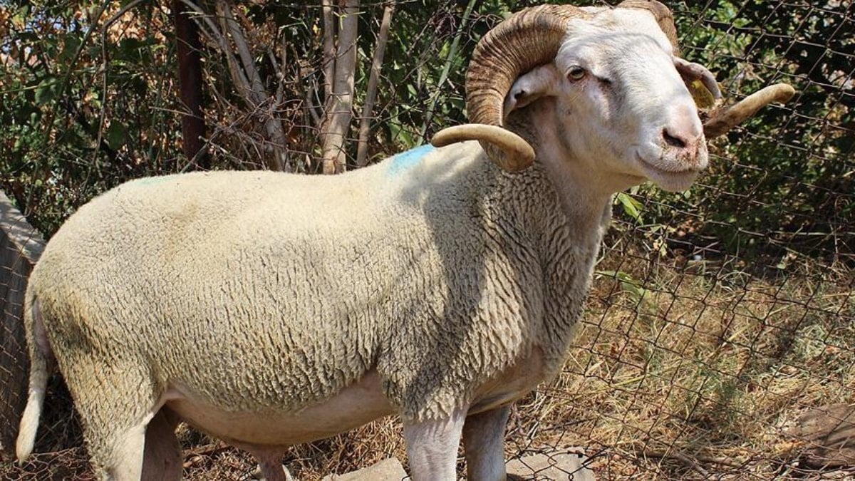 Ordu'da 1.600 koyun ve koç alım ihalesi gerçekleştirilecek