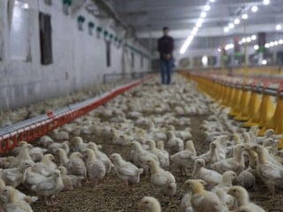 Devlet desteğiyle büyüyen girişim: Elazığlı üretici ikinci çiftliğini kurdu