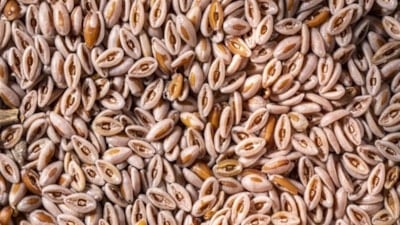 "Doğal Ozempic" diyorlar: Tok tutan karnıyarık otu nasıl kullanılır