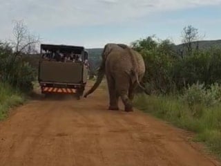 Güney Afrika safari turunda Türk turistleri 5 tonluk fil kovaladı