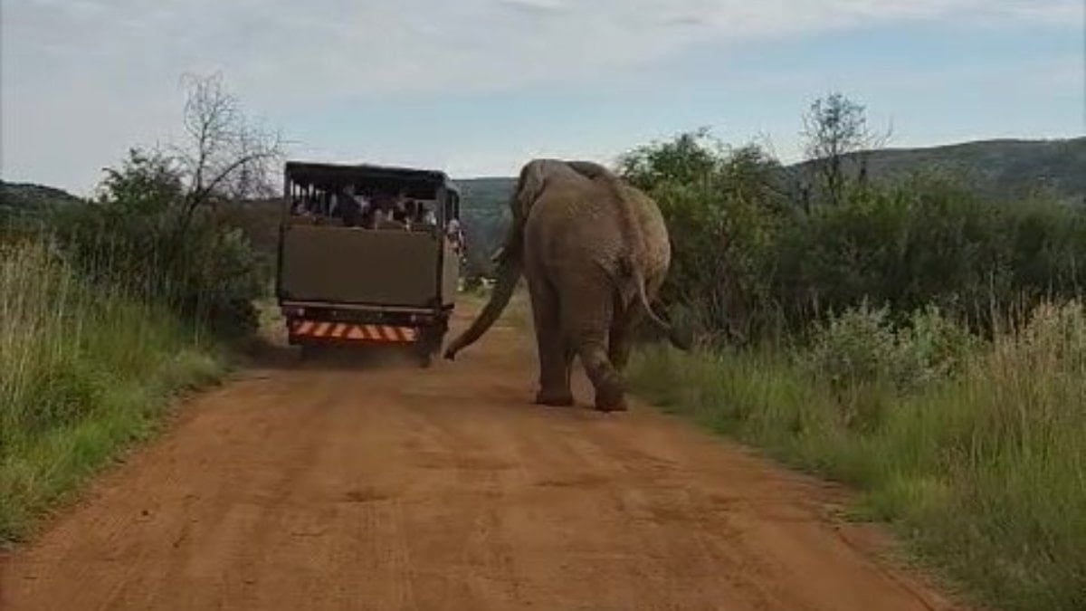 Güney Afrika safari turunda Türk turistleri 5 tonluk fil kovaladı