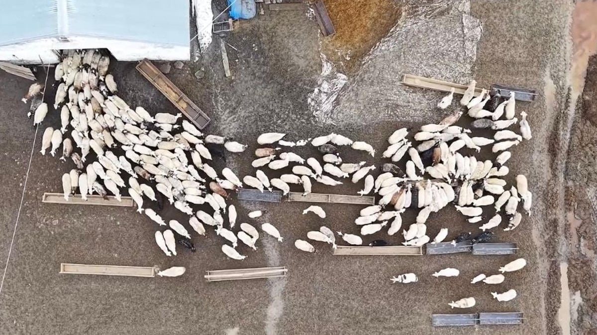 Kars'ta kuzuların anneleriyle buluşma anları drone ile kaydedildi