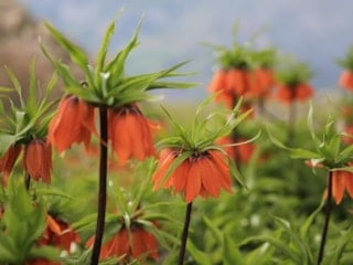 Diyarbakır’da baharın müjdecisi çiçek açtı: Koparmanın cezası 577 bin lira