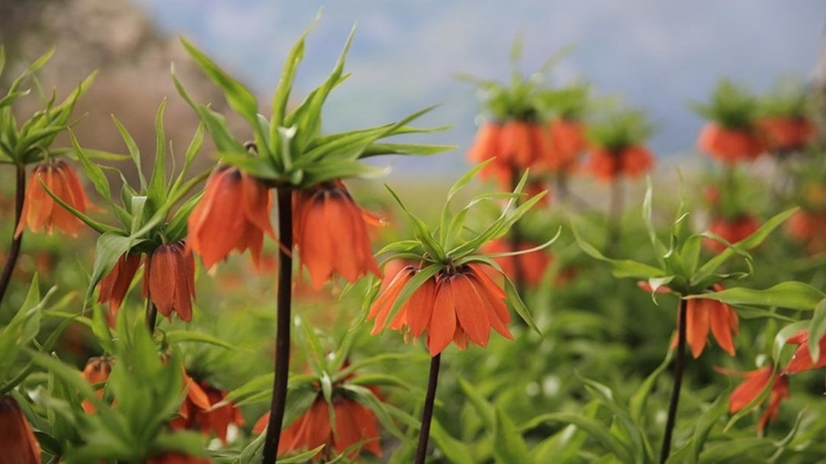 Diyarbakır’da baharın müjdecisi çiçek açtı: Koparmanın cezası 577 bin lira