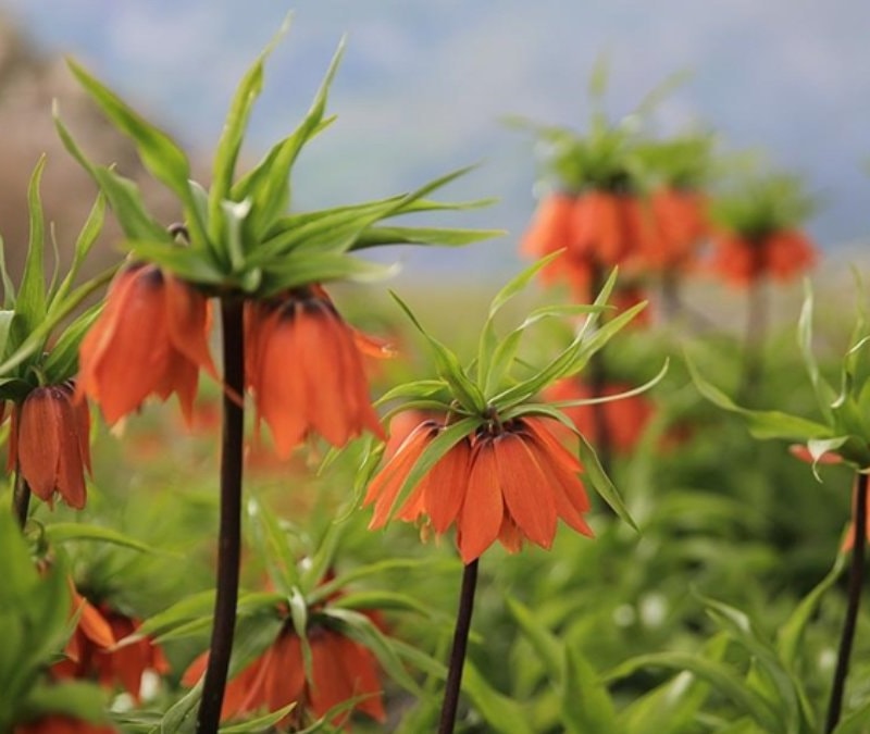 Diyarbakır’da baharın müjdecisi çiçek açtı: Koparmanın cezası 577 bin lira