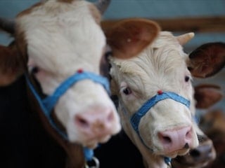 Kütahya'da 'şap' alarmı: 15 köy karantinada