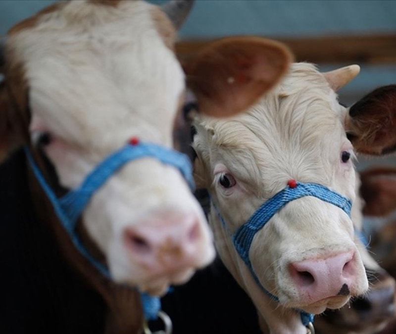Kütahya'da 'şap' alarmı: 15 köy karantinada