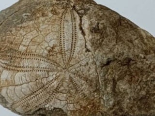 Denizli’de 100 milyon yıllık deniz yıldızı fosili bulundu