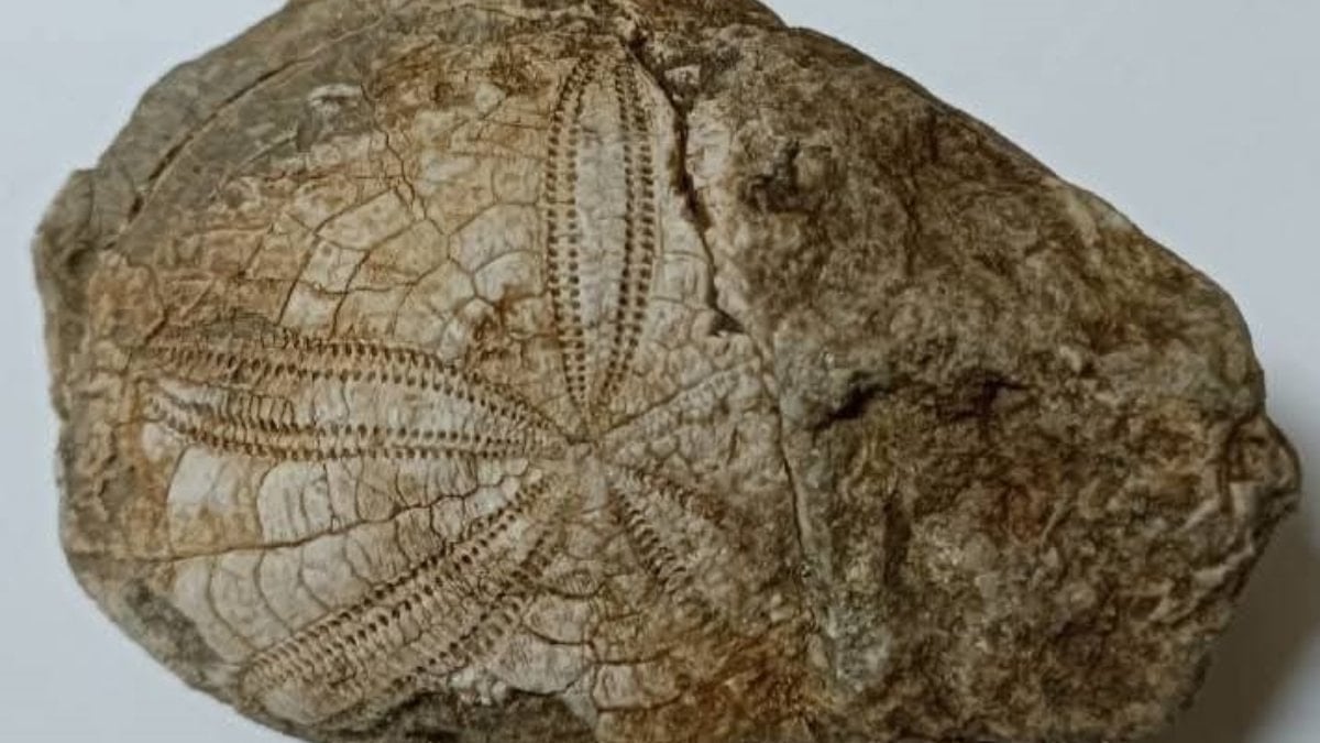 Denizli’de 100 milyon yıllık deniz yıldızı fosili bulundu