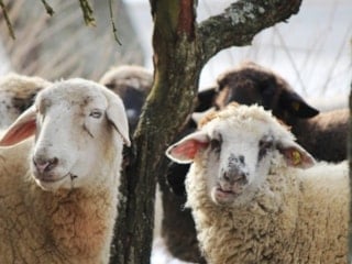 Kurbanlık fiyatları 2026: Büyükbaş-küçükbaş ortalama kurban fiyatları