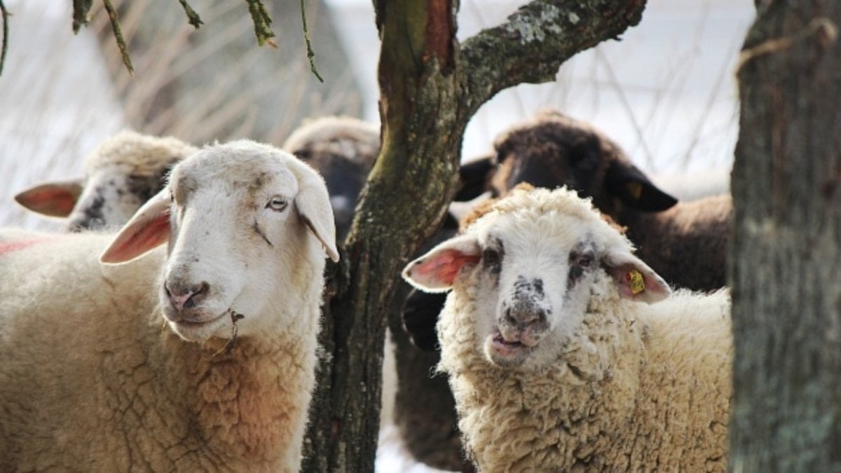 Kurbanlık fiyatları 2026: Büyükbaş-küçükbaş ortalama kurban fiyatları