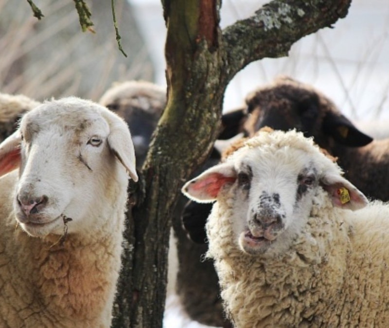 Kurbanlık fiyatları 2026: Büyükbaş-küçükbaş ortalama kurban fiyatları