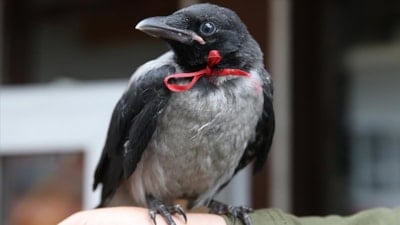 Karga uğursuzluk mu getirir? Karga ötmesi neyin alametidir? İslam dininde karganın önemi