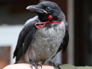 Karga uğursuzluk mu getirir? Karga ötmesi neyin alametidir? İslam dininde karganın önemi