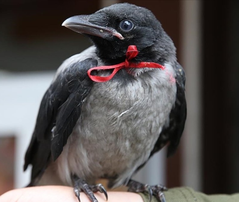 Karga uğursuzluk mu getirir? Karga ötmesi neyin alametidir? İslam dininde karganın önemi