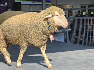 Balıkesir'de nefes kesen açık artırma: Damızlık koç rekor fiyata satıldı