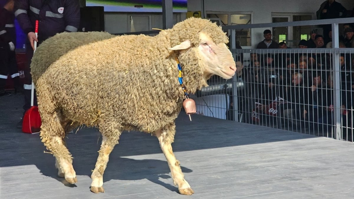 Balıkesir'de nefes kesen açık artırma: Damızlık koç rekor fiyata satıldı