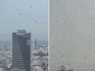 Tel Aviv’de gökyüzünü kargalar kapladı: Uğursuzluk saydılar