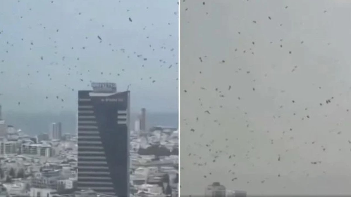 Tel Aviv’de gökyüzünü kargalar kapladı: Uğursuzluk saydılar