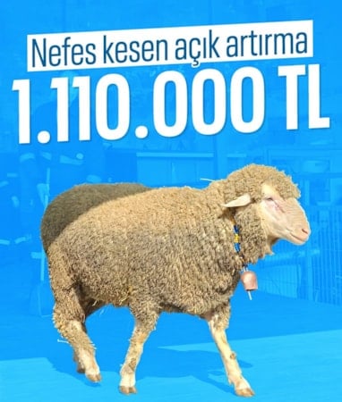 Balıkesir'de nefes kesen açık artırma: Damızlık koç rekor fiyata satıldı