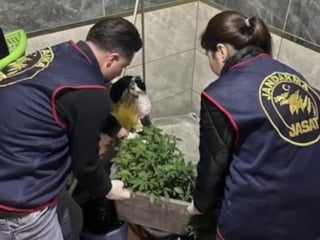 Hatay'da saksı içersinde kenevir yetiştiren tacirlere operasyon