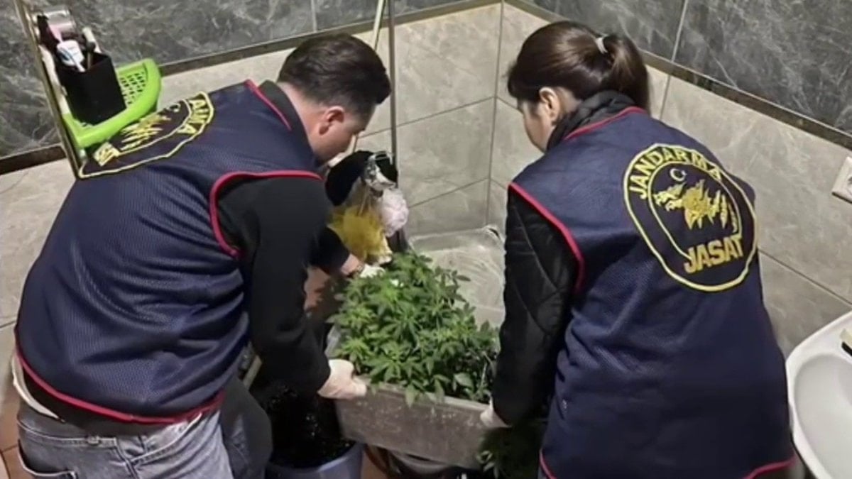 Hatay'da saksı içersinde kenevir yetiştiren tacirlere operasyon